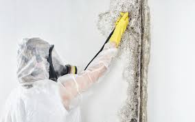 Why You Should Choose Our Mold Remediation Services in Ashland, MO